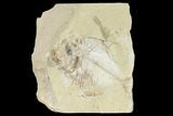 Fossil Fish (Diplomystus Birdi) - Hjoula, Lebanon #162755-1